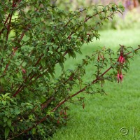 Fuchsia